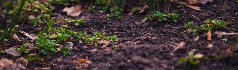 New growth emerging in soil during springtime in a garden setting