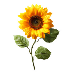 Fototapeta premium Bright yellow sunflower with green leaves on a stem isolated on transparent background