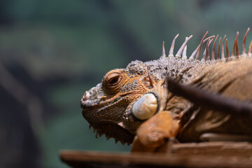 イグアナの横顔クローズアップ｜荒々しい鱗の質感