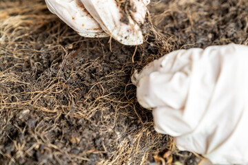 Hands in Gloves Examining Plant Roots in Soil. Gardening, Organic Farming, Agriculture, Root...