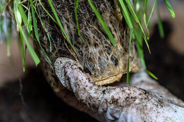 Hands in Gloves Examining Plant Roots in Soil. Gardening, Organic Farming, Agriculture, Root...