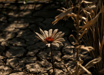 A photorealistic close-up of a single wilted flower standing amidst dry, brittle, and brown grass in a parched garden. The flower’s petals droop and curl, showing clear signs of dehydration and heat s