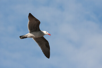 Heermann's Gull adult in flight taken in southern California