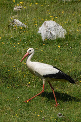 White Stork at Somiedo Natural Park, Spain, Europe