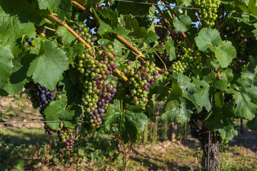 Vineyard and bunch of ripening wine. Small colorful balls in green leaves
