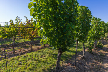 Vineyard and bunch of ripening wine. Small colorful balls in green leaves
