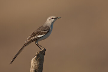Northern Mockingbird