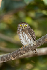 Ferruginous PYgmy-owl taken in south Texas