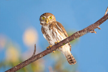Ferruginous Pygmy-Owl, Glaucidium brasilianum, taken in San Blas Mexico, in the wild