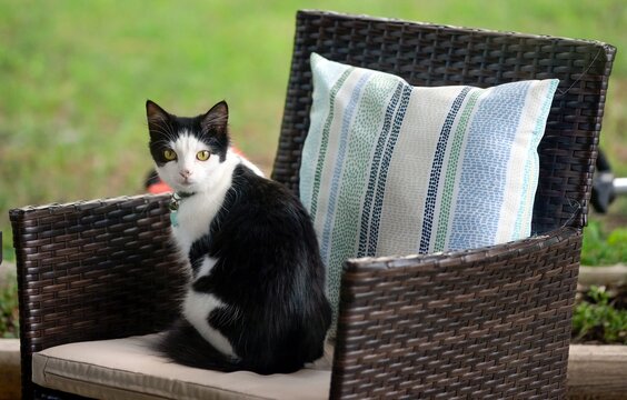 Cat on Wicker Chair in Garden - Powered by Adobe