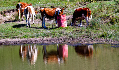 Cattle by the lake, in Romania