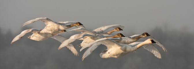 Trumpeter Swan family in flight taken in western WI in the wild