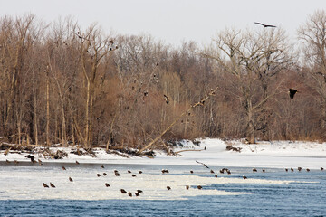 Bald Eagles in trees taken in Iowa