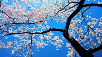 Upward View of Cherry Blossoms Against a Vibrant Blue Sky