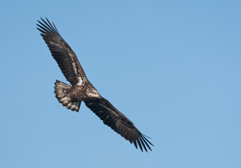Obraz premium Bald Eagle juvenile in flight taken in southern MN