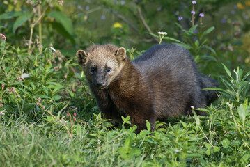 Fisher in grass takekn in central MN under controlled conditions