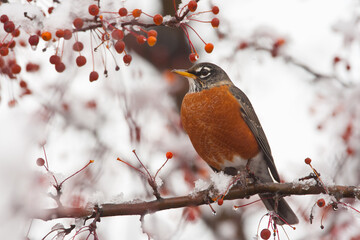 American Robin in winter with crabapples taken in southern MN