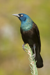 Common Grackle taken in central MN in the wild