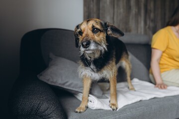Mixed-breed rescue dog standing on a couch at home. Concept of pet adoption, animal shelter,...
