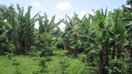 Fototapeta premium banana field in the summer