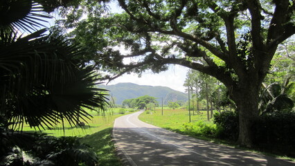palm trees in the park
