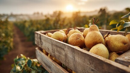 Fresh pears in a wooden crate at sunset. Harvesting fruit in the orchard. Healthy eating. Farm fresh. The taste of autumn.