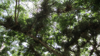 trees in the woods