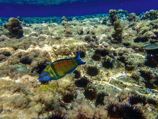 Ornate wrasse (Thalassoma pavo) undersea, thalassoma fish, Close up ornate wrasse fish underwater, Ornate Wrasse Thalassoma pavo in Mediterranean Sea in jijel Algeria North Africa, Mediterranean fish.