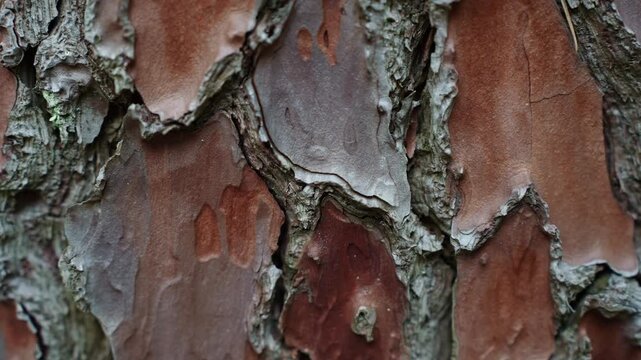 Texture, background of natural pine bark, close-up. Wood texture. Nature protection concept.