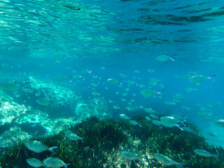 Ocean blue underwater with sunrays, Underwater Sea Deep Water Abstract Sunshine, sea wave , clean waters in summer time, Natural underwater seascape, sand on ocean floor and water surface with sunligh