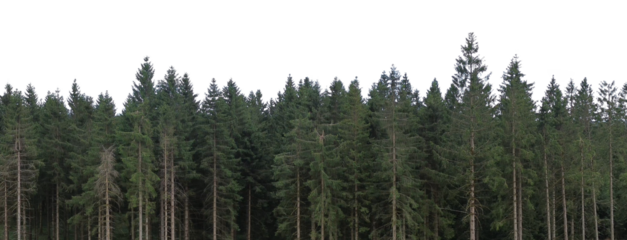 dark spruce trees forest landscape sky isolated on white or transparent png
