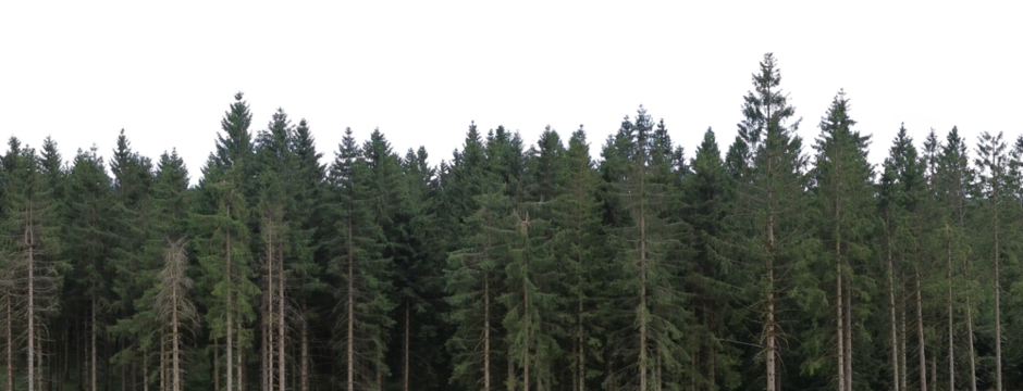 dark spruce trees forest landscape sky isolated on white or transparent png