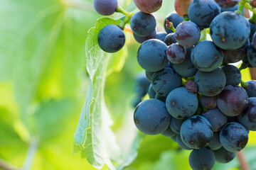 Cluster of ripe blue grapes on vine
