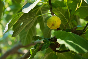 Single ripe fig growing on tree branch
