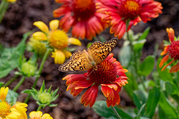 Variegated fritillary butterfly on a flower