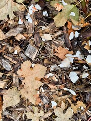  eggshell fragments, shredded bark, and decomposed grape leaves