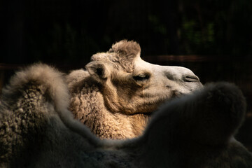 Close-up of a camel with soft fur and humps in dramatic lighting, showcasing the animal’s calm...