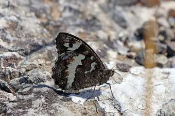 un papillon posée sur le rocher
