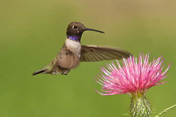 Black-chinned Hummingbird taken in Colorado