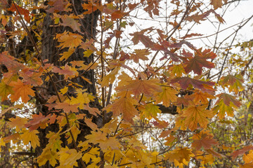 Beautiful branchs of maple tree with yellow bright leaves.  Lush gold foliage by soft sunlight in early autumn time. Orange nature background. Warm weather in sunny day.