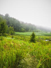 The fog settles on the treetops and envelops the lawn. Lonely trees stand out against the damp background, a small pond is visible among the tall grass.