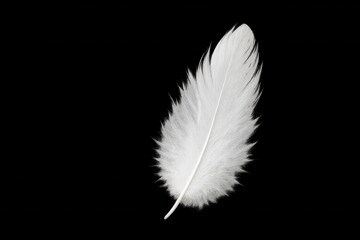 A Single Feather Against a Black Background