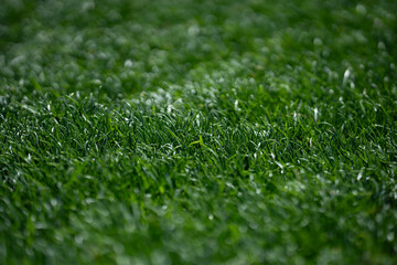 Grass background texture. Green grassy field backdrop. Lush lawn closeup view. Outdoor grassy texture. Garden grass background image. Green grass nature backdrop.