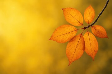 Obraz premium A solitary leaf dances in the golden embrace of fall