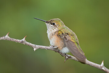 Calliope Hummingbird in flight taken in SE Arizona © Stan