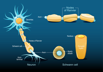 Neuron anatomy. Dendrites, myelin sheath, Nucleus, Axon. Axon structure. Nodes of Ranvier and Schwann cell.