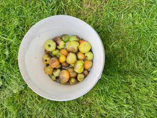 Organic Waste Concept Rotten Tomatoes in Buckle on Vibrant Lawn . High quality photo