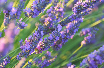 Fototapeta premium Lavender flower. France, Provence
