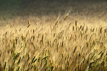 Wheat field. Provence, France