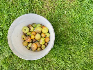 Organic Waste Concept Rotten Tomatoes in Buckle on Vibrant Lawn . High quality photo